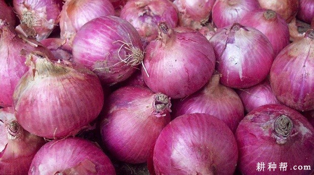 种植洋葱可以使用哪些植物生长调节剂？