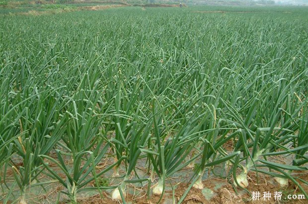 种植洋葱可以使用哪些植物生长调节剂？