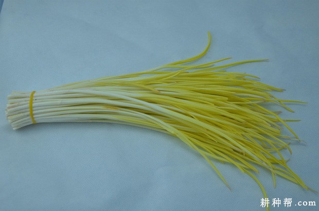 如何挑选大蒜？