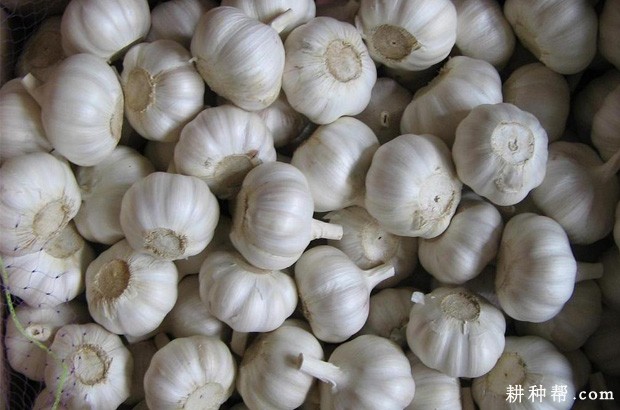 如何挑选大蒜？