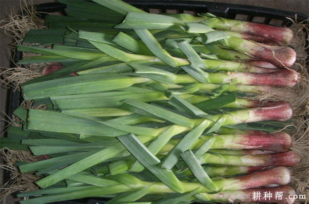 如何挑选大蒜？