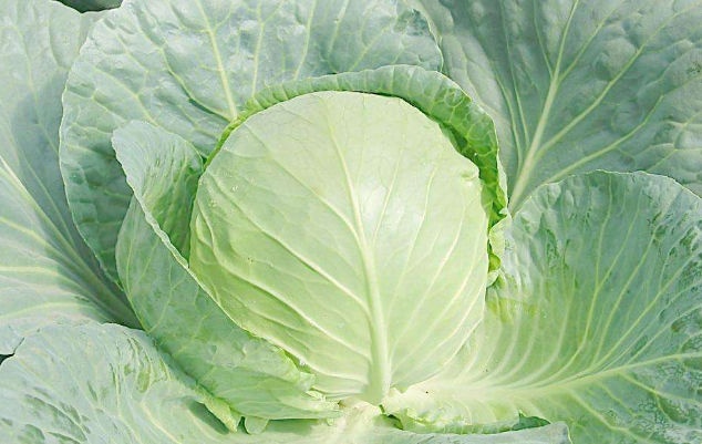 白菜的需肥规律