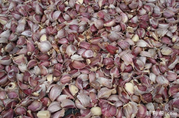 大蒜的根有什么特点? 大蒜的根有什么特点?