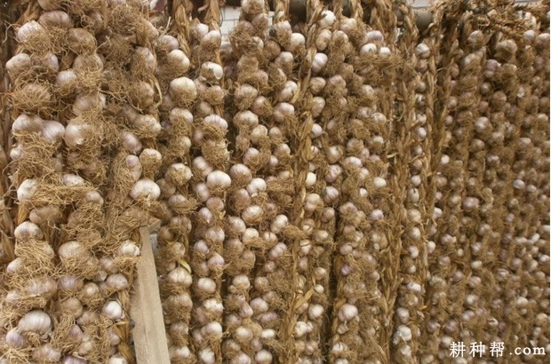 如何储藏大蒜？