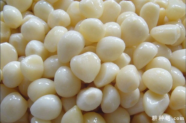 如何储藏大蒜？