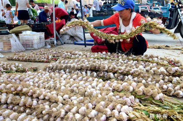 如何储藏大蒜？