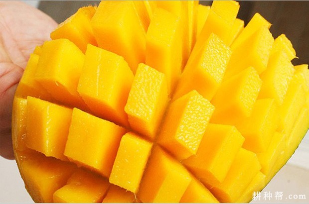 大蒜不能同什么一起吃？