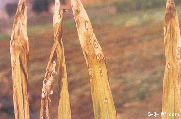 生姜眼斑病如何防治？