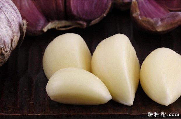大蒜有哪些营养成分？