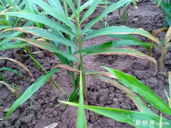 生姜炭疽病如何防治？