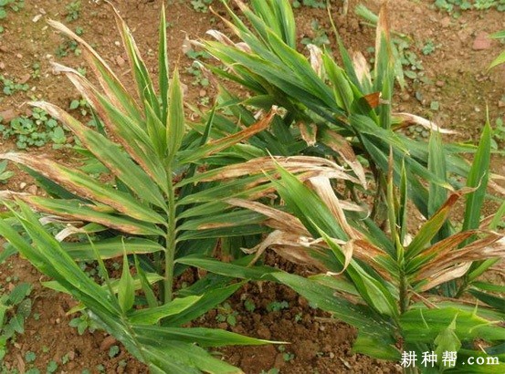 生姜炭疽病如何防治？