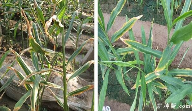 生姜炭疽病如何防治？