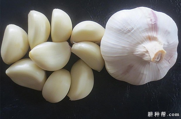 大蒜的功效与作用是什么？