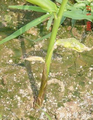 生姜软腐病如何防治？