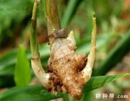 生姜软腐病如何防治？