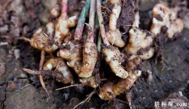 生姜软腐病如何防治？