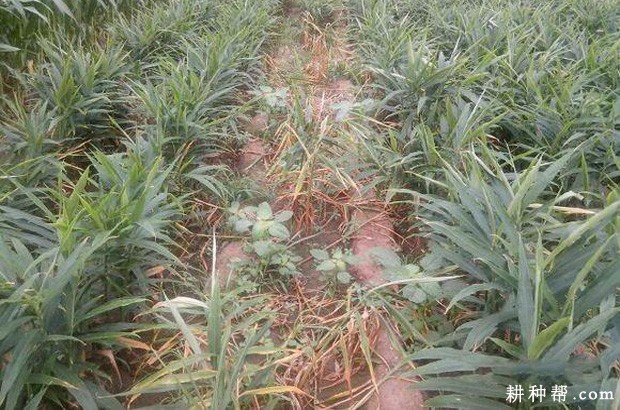 生姜软腐病如何防治？