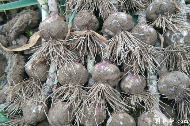 大蒜的种植历史是怎么样？