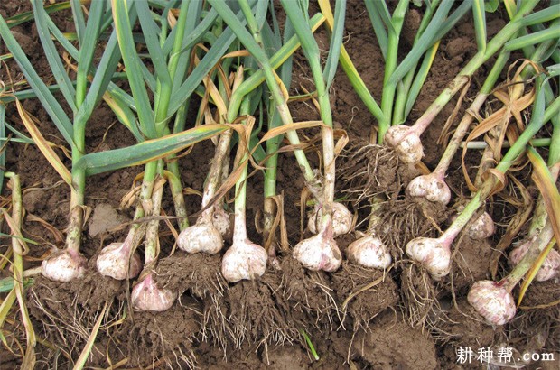 大蒜的种植历史是怎么样？