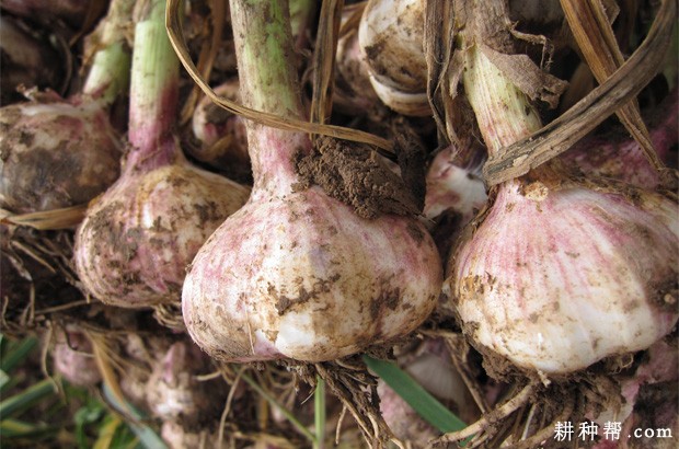 大蒜的种植历史是怎么样？