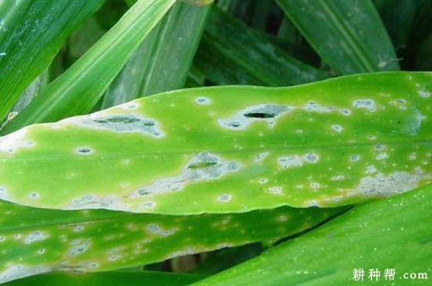 生姜细菌性叶斑病如何防治？
