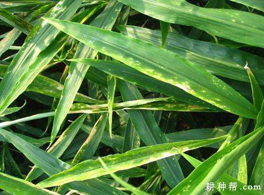 生姜细菌性叶斑病如何防治？