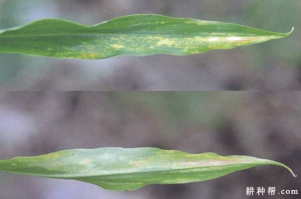 生姜细菌性叶斑病如何防治？