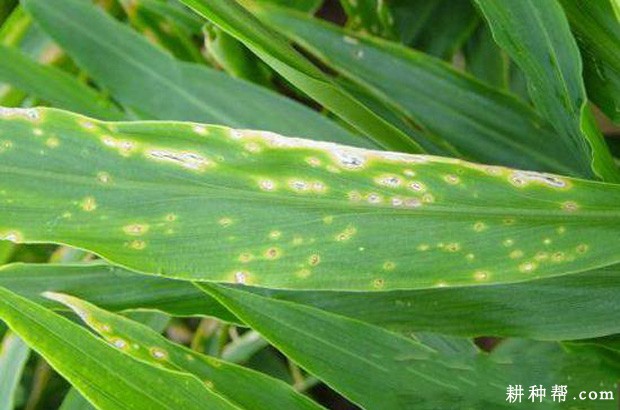 生姜细菌性叶斑病如何防治？