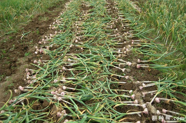 大蒜的主要产地是哪里？