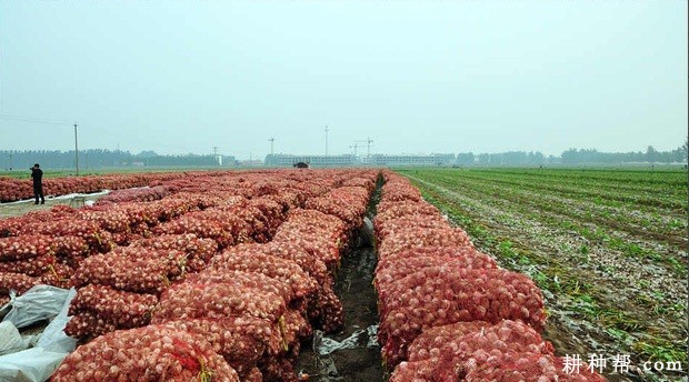 大蒜的主要产地是哪里？