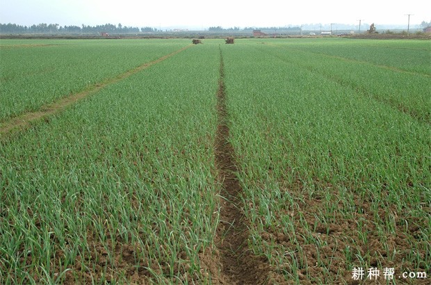 大蒜的主要产地是哪里？