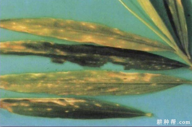 生姜叶枯病如何防治？