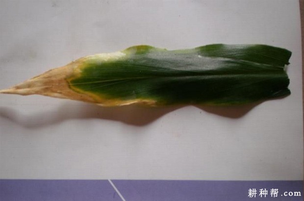 生姜叶枯病如何防治？