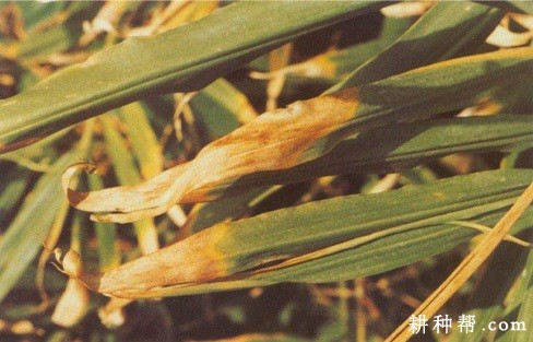 生姜叶枯病如何防治？