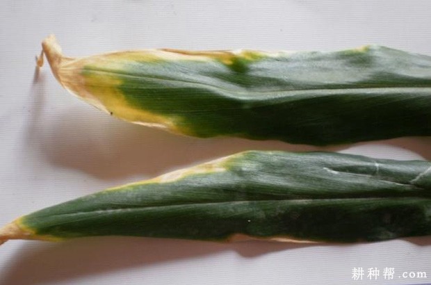 生姜叶枯病如何防治？