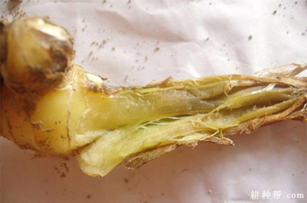 姜腐烂病怎么防治？