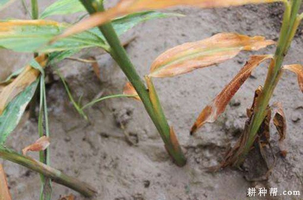 姜腐烂病怎么防治？