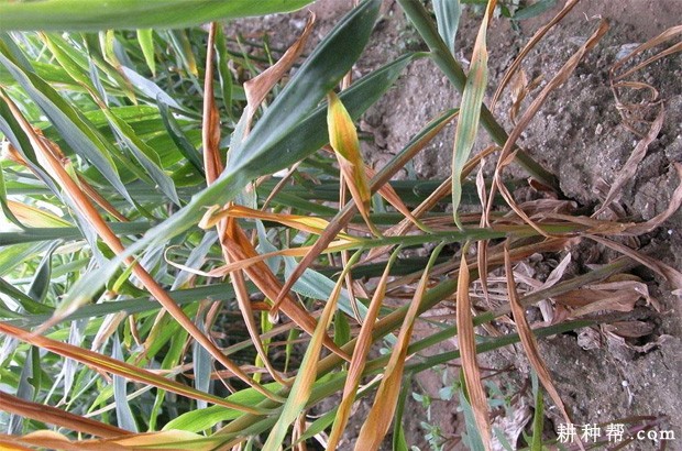 姜腐烂病怎么防治？