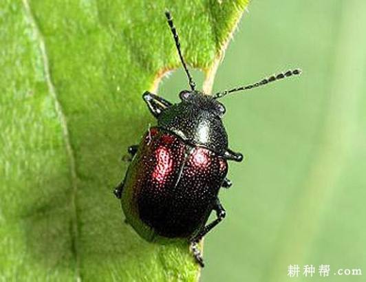 红薯肖叶甲如何防治? 红薯肖叶甲如何防治?