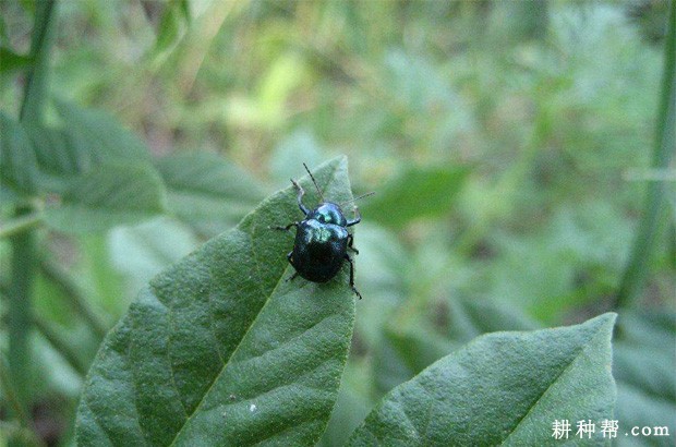 红薯肖叶甲如何防治? 红薯肖叶甲如何防治?