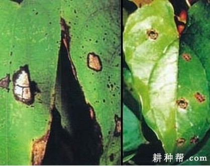 山药叶斑病如何防治？