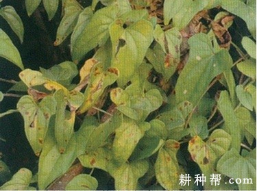 山药叶斑病如何防治？