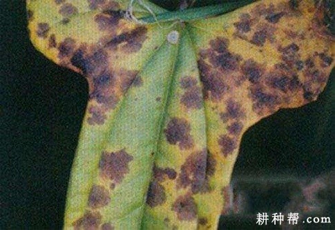 山药叶斑病如何防治？