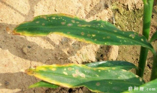 生姜斑点病如何防治？