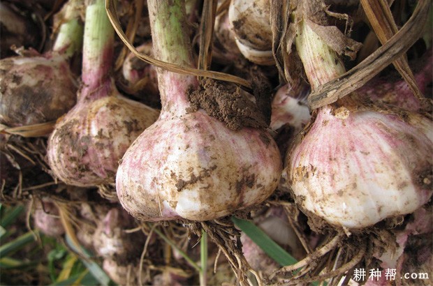 大蒜鳞茎有什么特点？