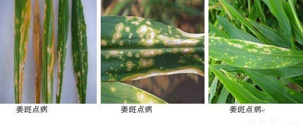 生姜斑点病如何防治？