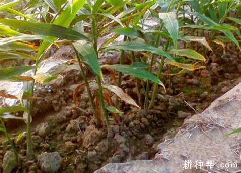 生姜纹枯病如何防治? 生姜纹枯病如何防治?