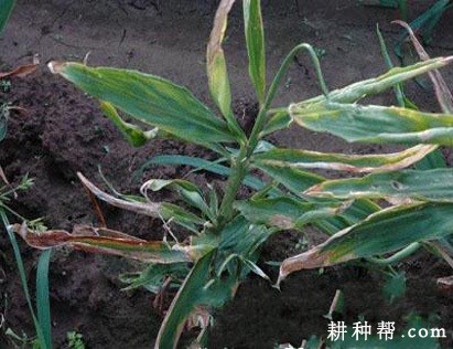 生姜纹枯病如何防治? 生姜纹枯病如何防治?
