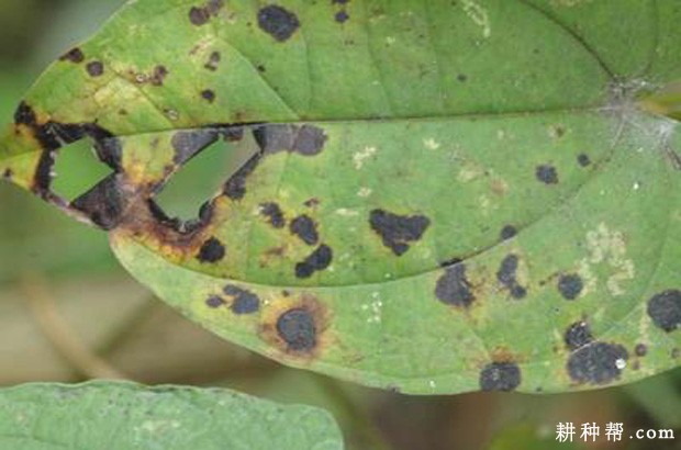 山药炭疽病如何防治？