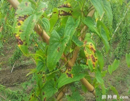 山药炭疽病如何防治？